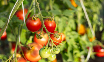 Tomatoes grow on bushes. Beautiful growing varietal ripe tomatoes. Greenhouse with tomato plants growing inside.