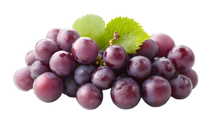 Fototapeta premium Freshly Harvested Ripe Purple Grapes Cluster on Vine with Green Leaves,Organic and Natural Grapevine Produce,Healthy Grape Fruit for Winemaking or Eating