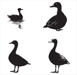 silhouette of a duck,bird, swan, animal, duck, goose, illustration, vector, silhouette, nature, cartoon, water, beak, icon, black, wild, lake, drawing, wildlife, birds, design, feather, love, art, sym
