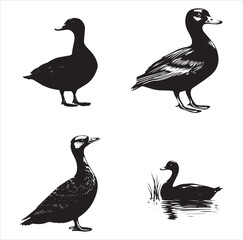 silhouette of a duck,bird, swan, animal, duck, goose, illustration, vector, silhouette, nature, cartoon, water, beak, icon, black, wild, lake, drawing, wildlife, birds, design, feather, love, art, sym