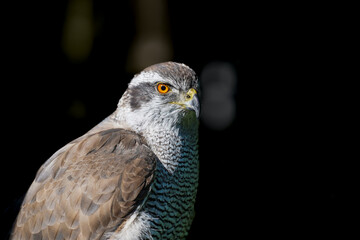 Close-up of a Eurasian goshawk