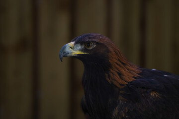 Close-up of a Golden eagle
