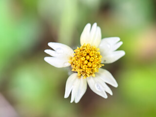 Obraz premium Close up of tridax daisy plant (Tridax procumbens), macro shot of tridax daisy flower