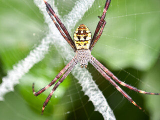 Close up of spider in web, Hawaiian Garden Spider (Argiope appensa)