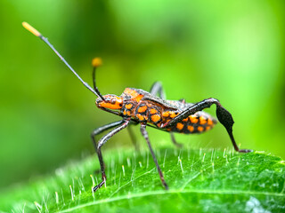 Close up of reduviidae bug assassin, macro shot of bug assassin on leaves