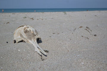 dolphin skull on the sand