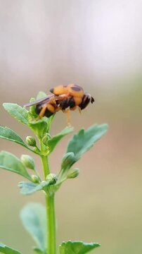 Leucospidae is a special group of wasps in the superfamily Chalcidoidea, which are ectoparasitoids of aculeate wasps or bees. High quality video.