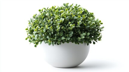 Fototapeta premium Green potted plant with lush leaves in a white ceramic pot on a white background