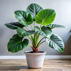 Obraz premium Modern indoor plant. leaves in a pot