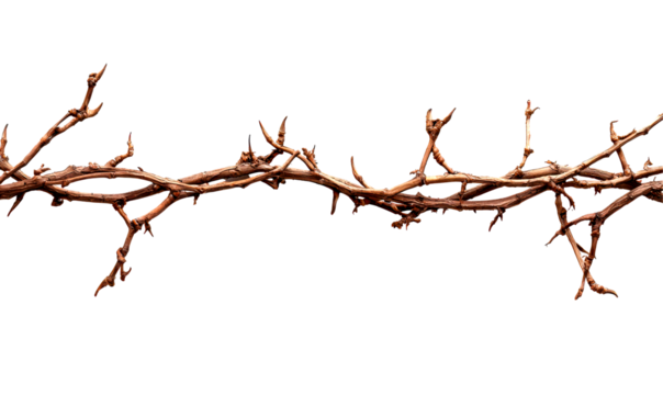 Brown vine branch with twigs isolate on transparent background, png, cutout