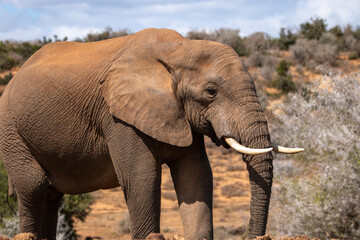 Obraz premium African Elephant in Addo Wilderness 