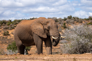 Obraz premium African Elephant in the Addo 