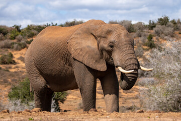 Obraz premium African Elephant in the Addo 