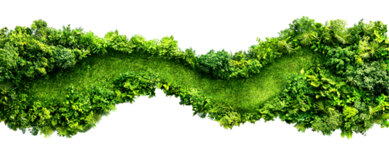 Top view, Lush green foliage, abstract shape isolate on transparent background, png, cutout