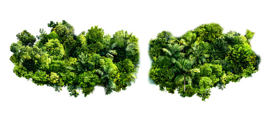 Obraz premium Top view, Lush green vegetation isolate on transparent background, png, cutout