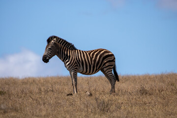 Burchell's Zebra 