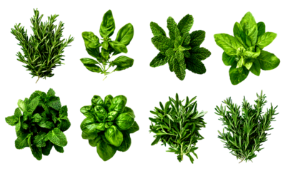 Set of fresh green herbs isolate on transparent background, png, cutout