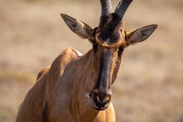 Red Hartebeest 
