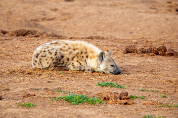 Spotted Hyena sleeping in the morning sun 