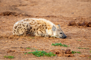 Spotted Hyena sleeping in the morning sun 