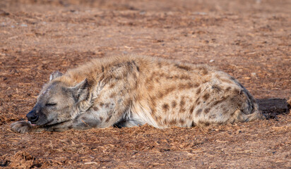 Spotted Hyena sleeping in the morning sun 