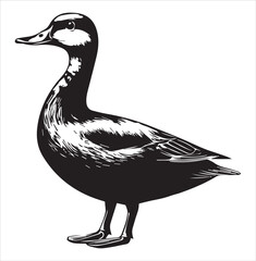 silhouette of a duck,bird, swan, animal, duck, goose, illustration, vector, silhouette, nature, cartoon, water, beak, icon, black, wild, lake, drawing, wildlife, birds, design, feather, love, art, sym