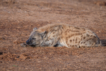 Obraz premium Spotted Hyena sleeping in the morning sun 