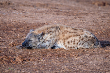 Obraz premium Spotted Hyena sleeping in the morning sun 