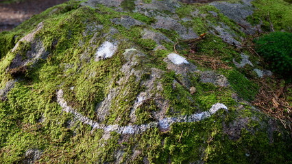 green moss on the stone