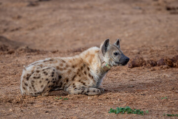 Obraz premium Spotted Hyena sleeping in the morning sun 