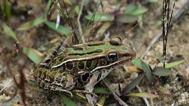Close Up of Leopard Frog Sitting on Sandy Beach in Michigan