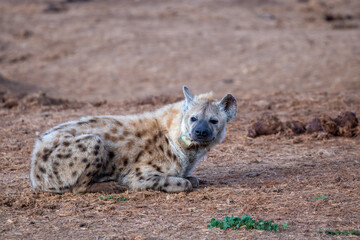 Obraz premium Spotted Hyena sleeping in the morning sun 