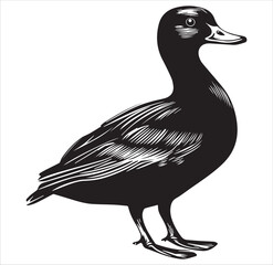 silhouette of a duck,bird, swan, animal, duck, goose, illustration, vector, silhouette, nature, cartoon, water, beak, icon, black, wild, lake, drawing, wildlife, birds, design, feather, love, art, sym