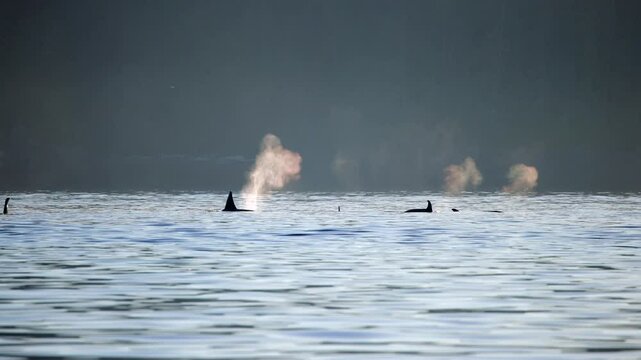 Pod of orcas swimming with backlit spray large fins big spray