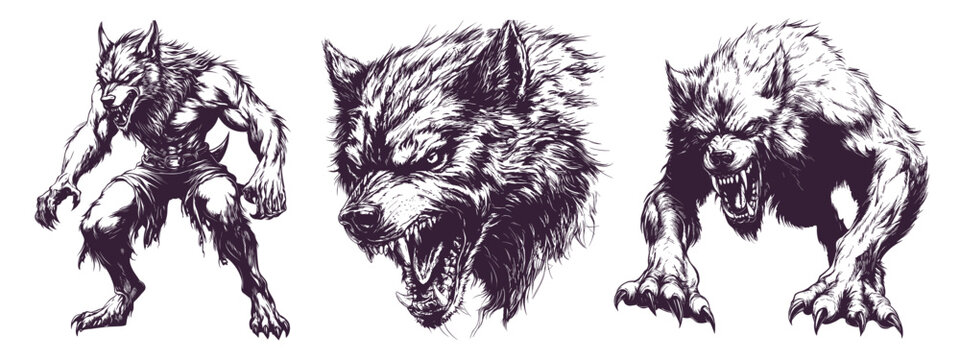 Werewolf sketches. Wolfman standing or jump attack, furious werwolf head face tattoo sketch, wolf vintage horror movie monster poster retro drawing halloween vector illustration