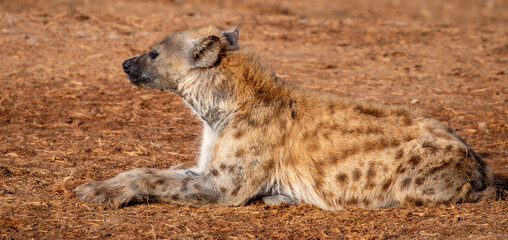 Spotted Hyena sleeping in the morning sun 