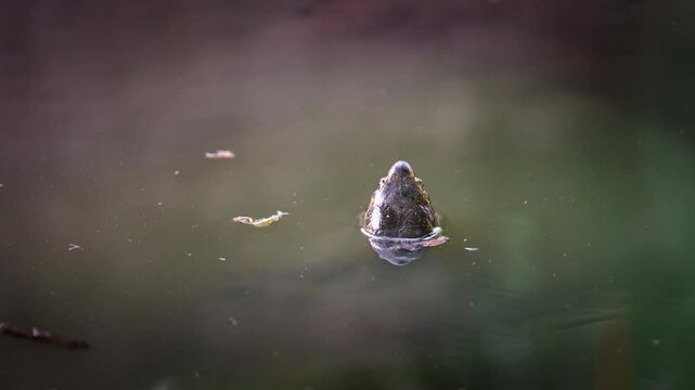 Benchakiti park Bangkok, wildlife Thailand, Manouria Emys vertebrates