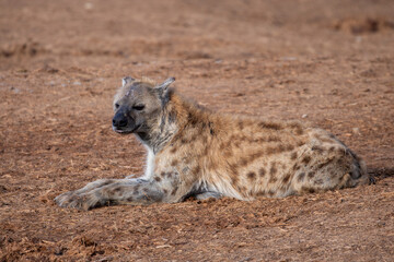 Spotted Hyena sleeping in the morning sun 