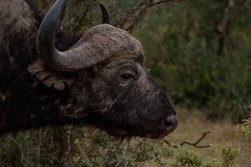 Alpha Male African Buffalo 
