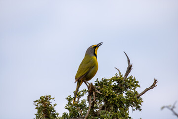 Bokmakierie perched in the Addo wilderness