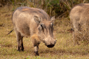Warthog in the wild