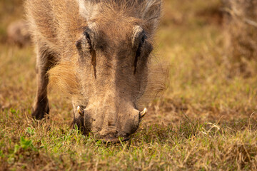 Fototapeta premium Warthog in the wild