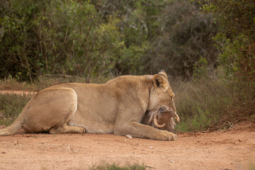 Lioness with warthog kill 