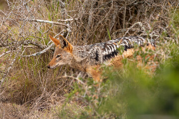 Black backed Jackal on the hunt