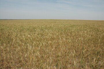 Wheat crops in northern Argentina