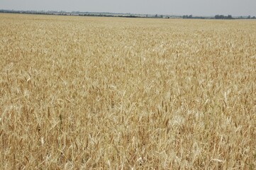 Wheat crops in northern Argentina
