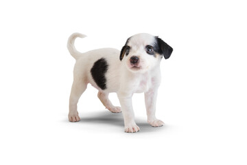 Fox Terrier Puppy on transparent Background