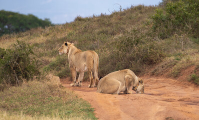 Lions hunting in the Addo National Reserve 