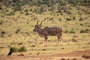 Kudu grazing in the grassland of Addo 