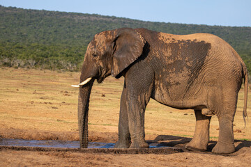 African Elephant in the Addo 